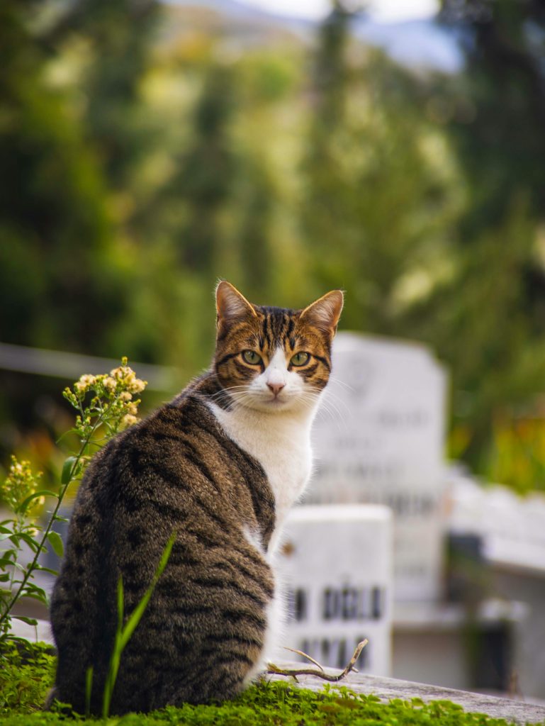 Tabby Cat Sitting